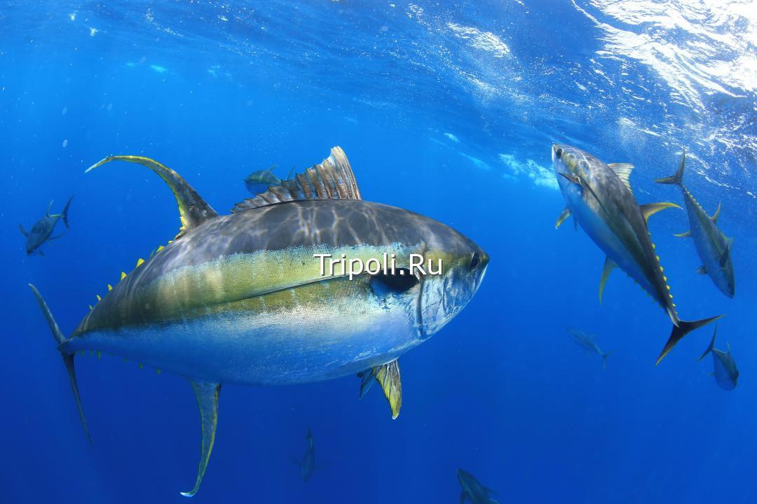 Фото желтоперого тунца